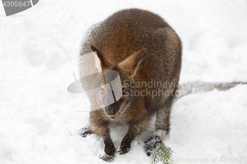 Image of Red-necked Wallaby in snowy winter