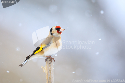 Image of small bird European goldfinch in winter