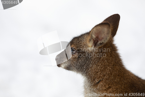 Image of Red-necked Wallaby in snowy winter