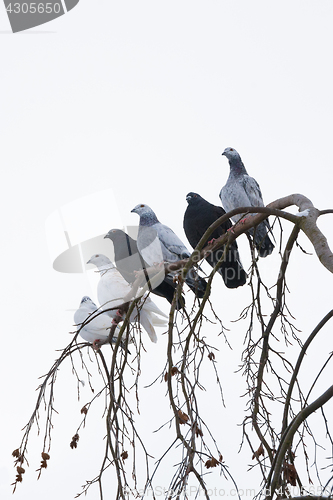 Image of pigeons sitting on the branch in winter