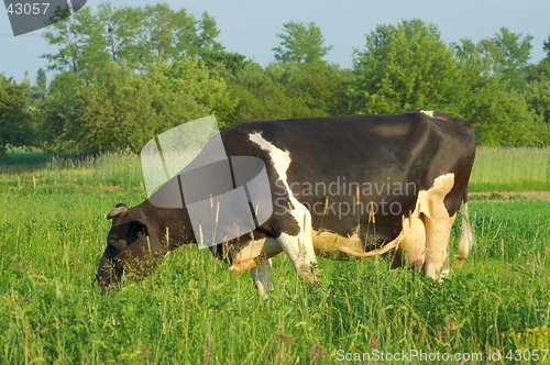 Image of Cow