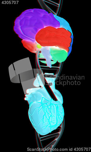 Image of DNA, brain and heart. 3d illustration. Anaglyph. View with red/c