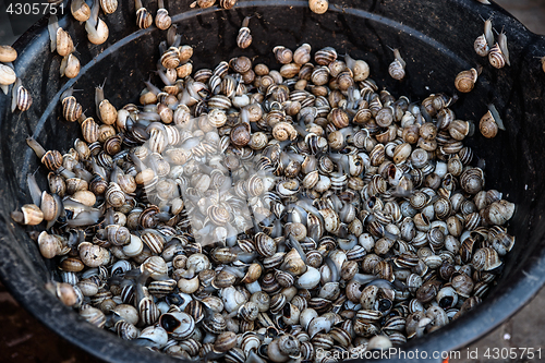 Image of Fresh snails for sale in the souk of Marrakech, Morocco