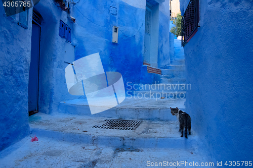 Image of Cat in Chefchaouen, the blue city in the Morocco.