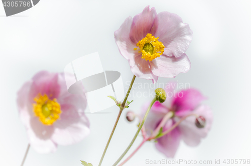 Image of Pale pink flower Japanese anemone, close-up