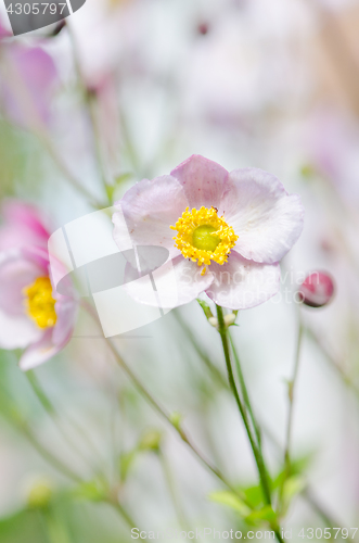 Image of Pale pink flower Japanese anemone, close-up