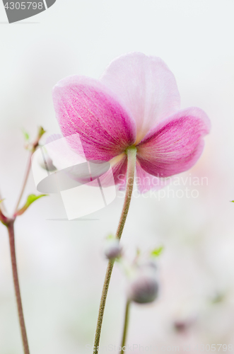 Image of Pale pink flower Japanese anemone, close-up