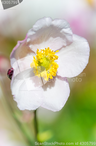 Image of Pale pink flower Japanese anemone, close-up