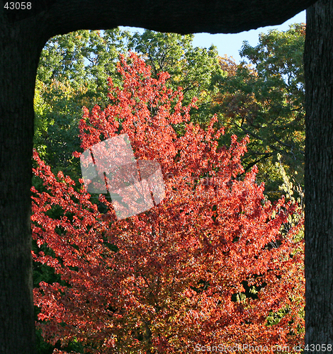 Image of Framed Autumn