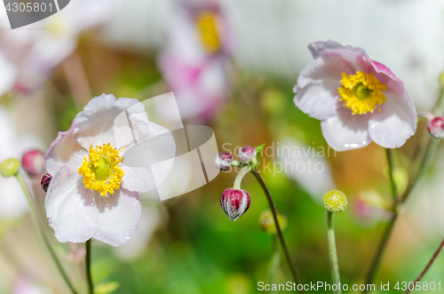 Image of Pale pink flower Japanese anemone, close-up