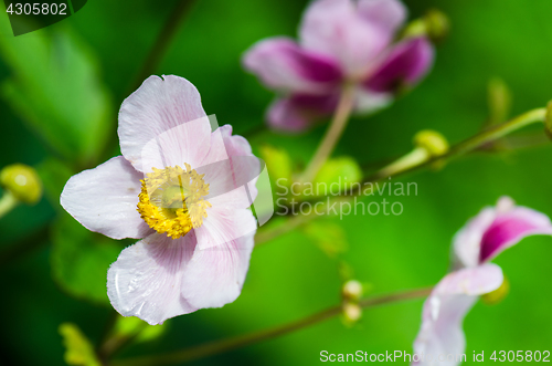 Image of Pale pink flower Japanese anemone, close-up