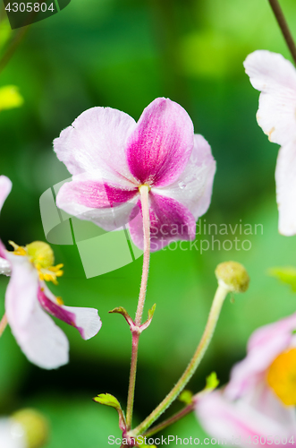 Image of Pale pink flower Japanese anemone, close-up