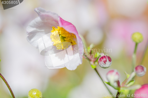 Image of Pale pink flower Japanese anemone, close-up