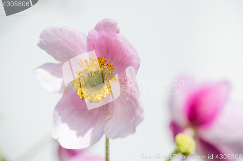 Image of Pale pink flower Japanese anemone, close-up