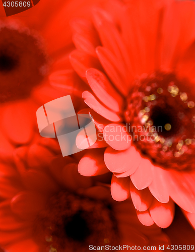 Image of Red Gerbera Background