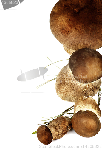 Image of Raw Boletus Mushrooms