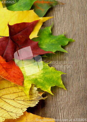 Image of Frame of Autumn Leafs