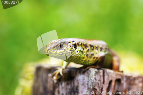 Image of macro head of a male sand lizard