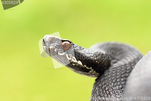 Image of close up of black european common viper