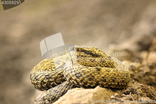 Image of beautiful meadow viper basking in natural environment