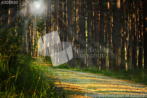Image of sunrays over footpath in the woods