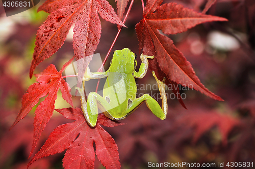 Image of green tree frog climbing on japanese maple