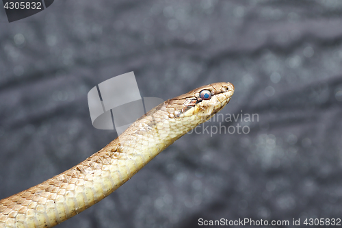 Image of portrait of smooth snake over grey background