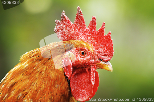 Image of portrait of colorful rooster