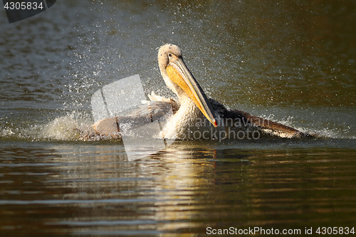 Image of juvenile pelican splashing water