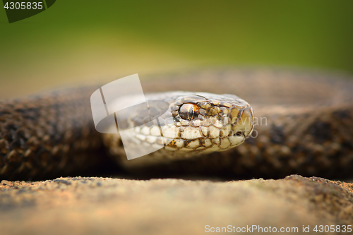 Image of macro portrait of juvenile meadow adder