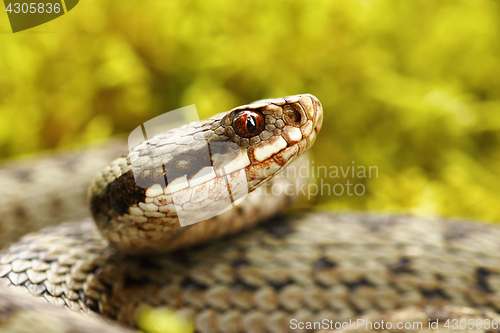 Image of beautiful portrait of common european viper