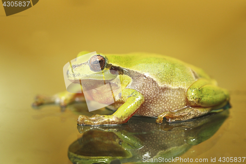 Image of cute colorful green tree frog