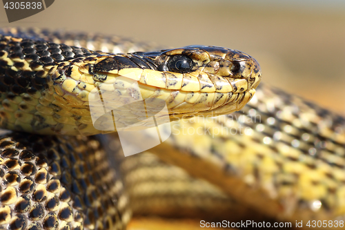 Image of macro portrait of a blotched snake