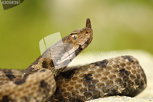 Image of close-up of female nosed viper