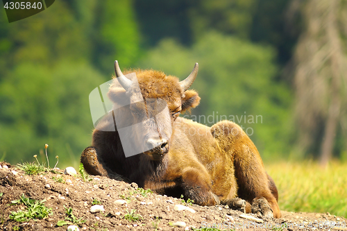 Image of juvenile european bison