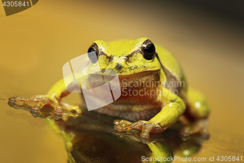 Image of close up of a curious green tree frog 