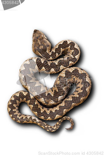 Image of european nose horned viper on white background