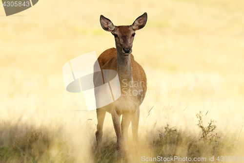 Image of red deer hind closeup