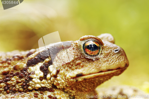 Image of macro image of common brown toad head