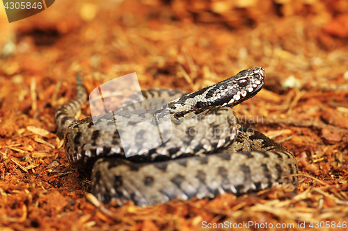 Image of common viper standing on spruce forest ground