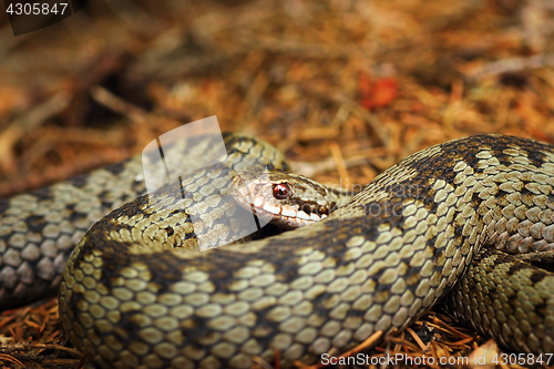 Image of beautiful closeup of european crossed viper