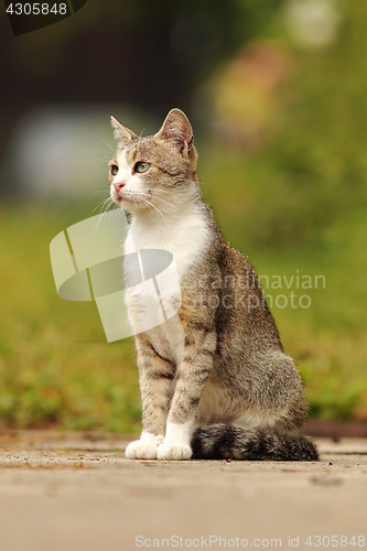 Image of mottled domestic cat standing in the garden