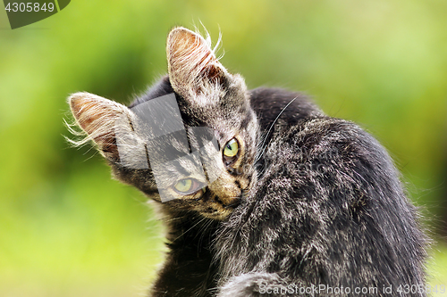 Image of beautiful kitten in the garden