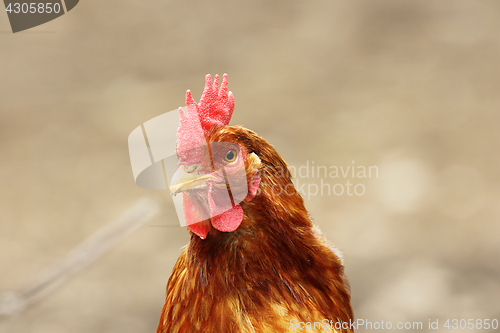 Image of portrait of beige hen over out of focus background