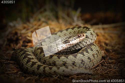 Image of european crossed viper, snake on forest ground