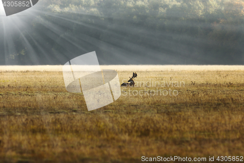 Image of fallow deer stag in sunrise orange light