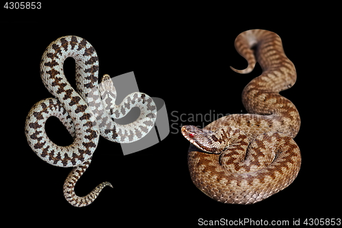 Image of male and female Vipera berus on black background