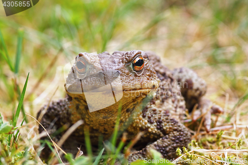 Image of closeup of common brown toad in the grass