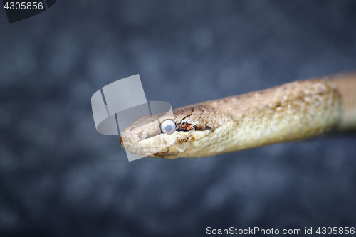 Image of abstract portrait of european common smooth snake