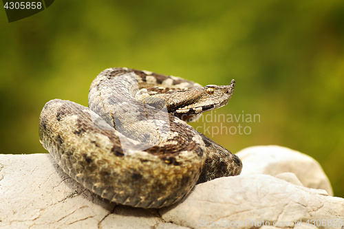 Image of colorful european sand adder on stone